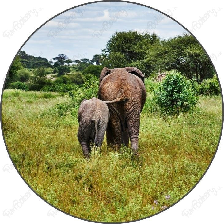 Elefantes (Discos 9-14)