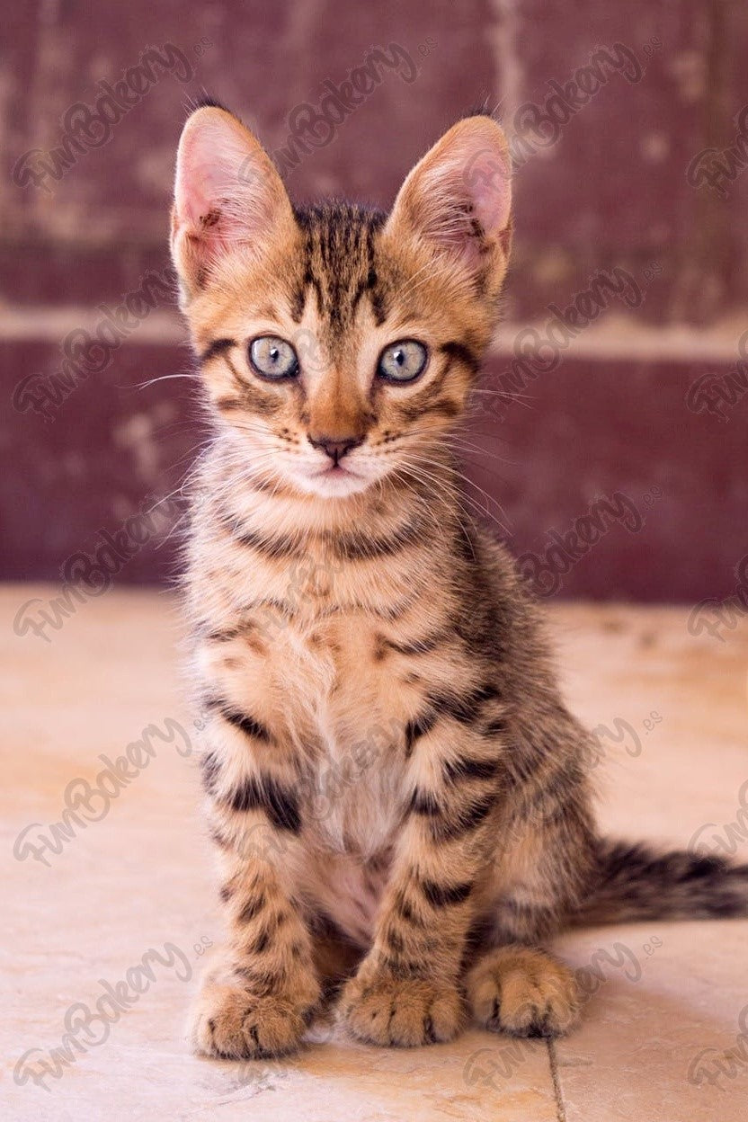 Gatos (Rectángulos)
