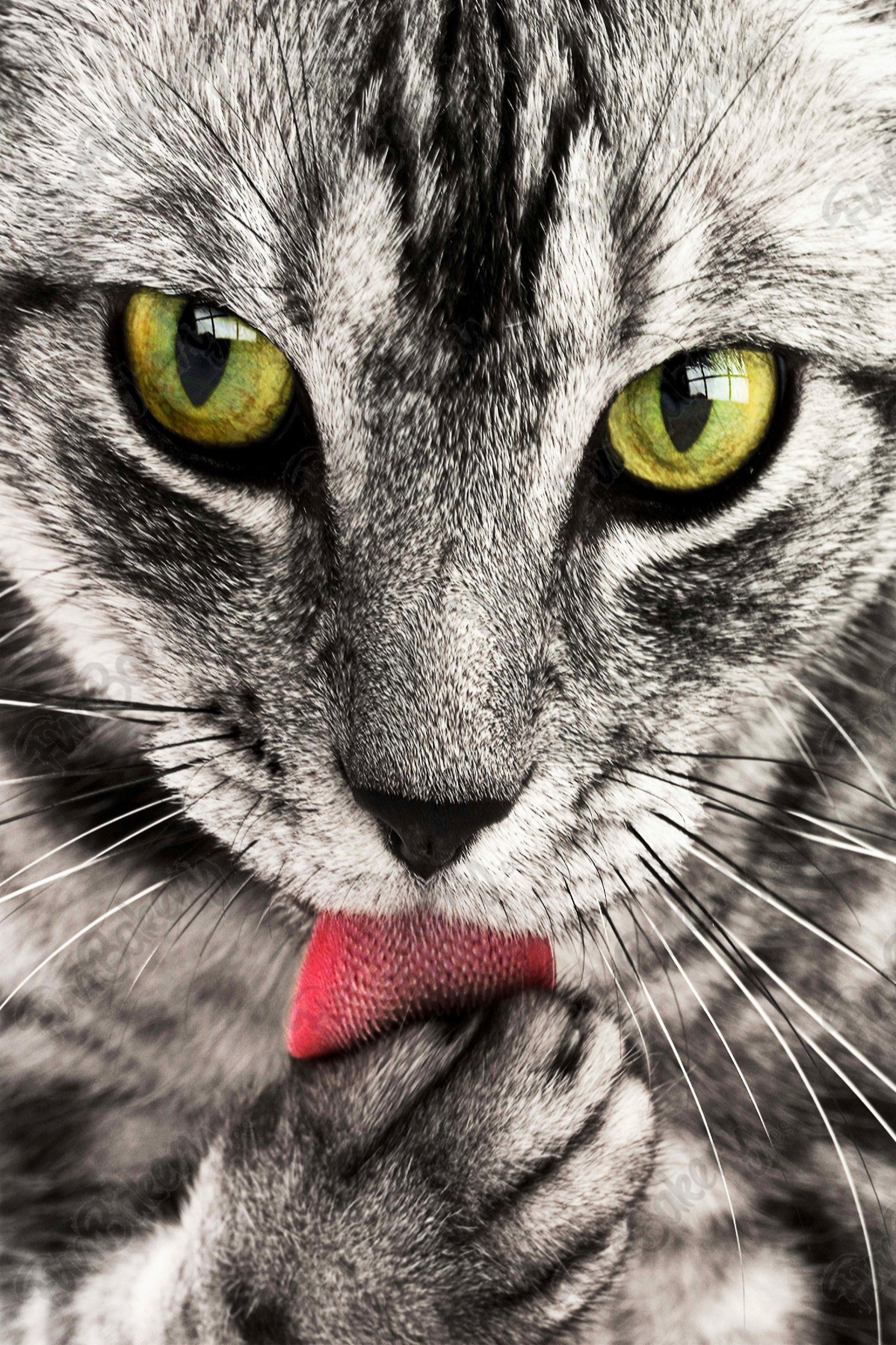 Gatos (Rectángulos)
