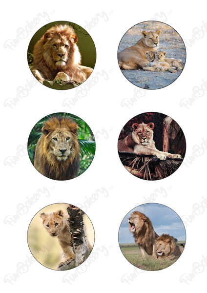 Leones (Magdalenas)