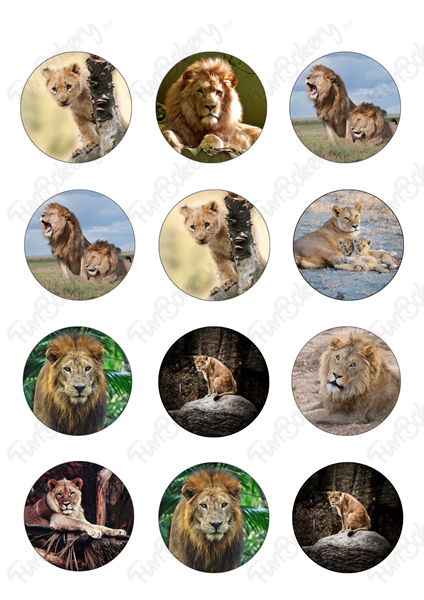 Leones (Magdalenas)