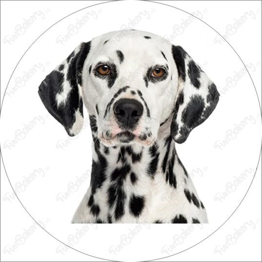 Perros (Discos 17-24)
