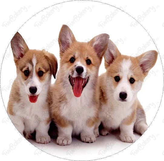 Perros (Discos 17-24)