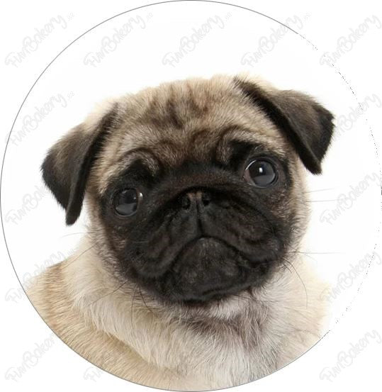 Perros (Discos 17-24)