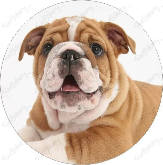 Perros (Discos 9-16)